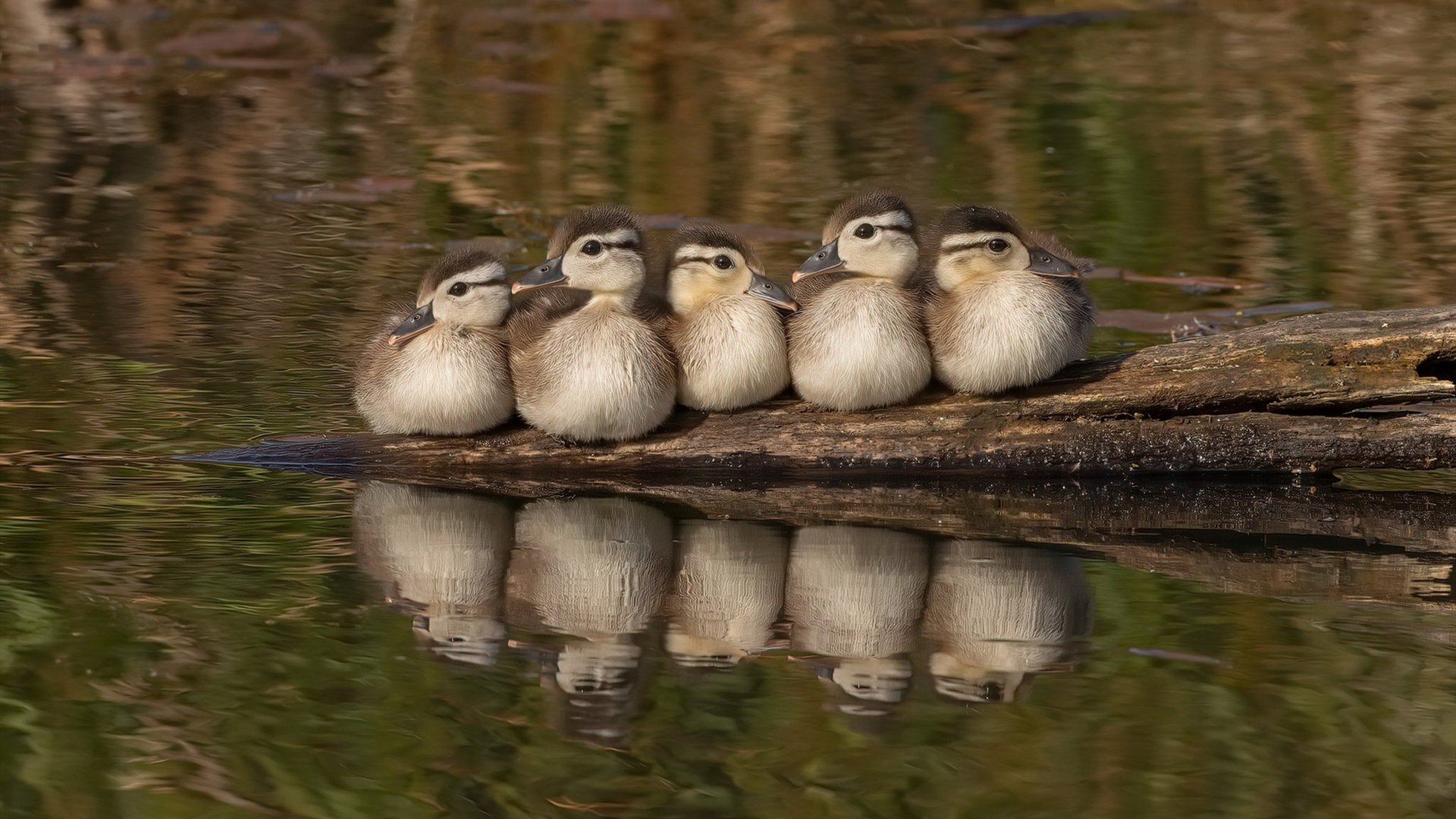 “法甲积分榜持续变动,悬念仍在升温”,法甲积分榜榜