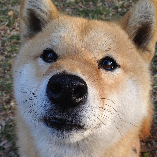 开云官方网页登录-阿根廷主帅盛赞球员“意志如钢”，阿根廷足球队主帅