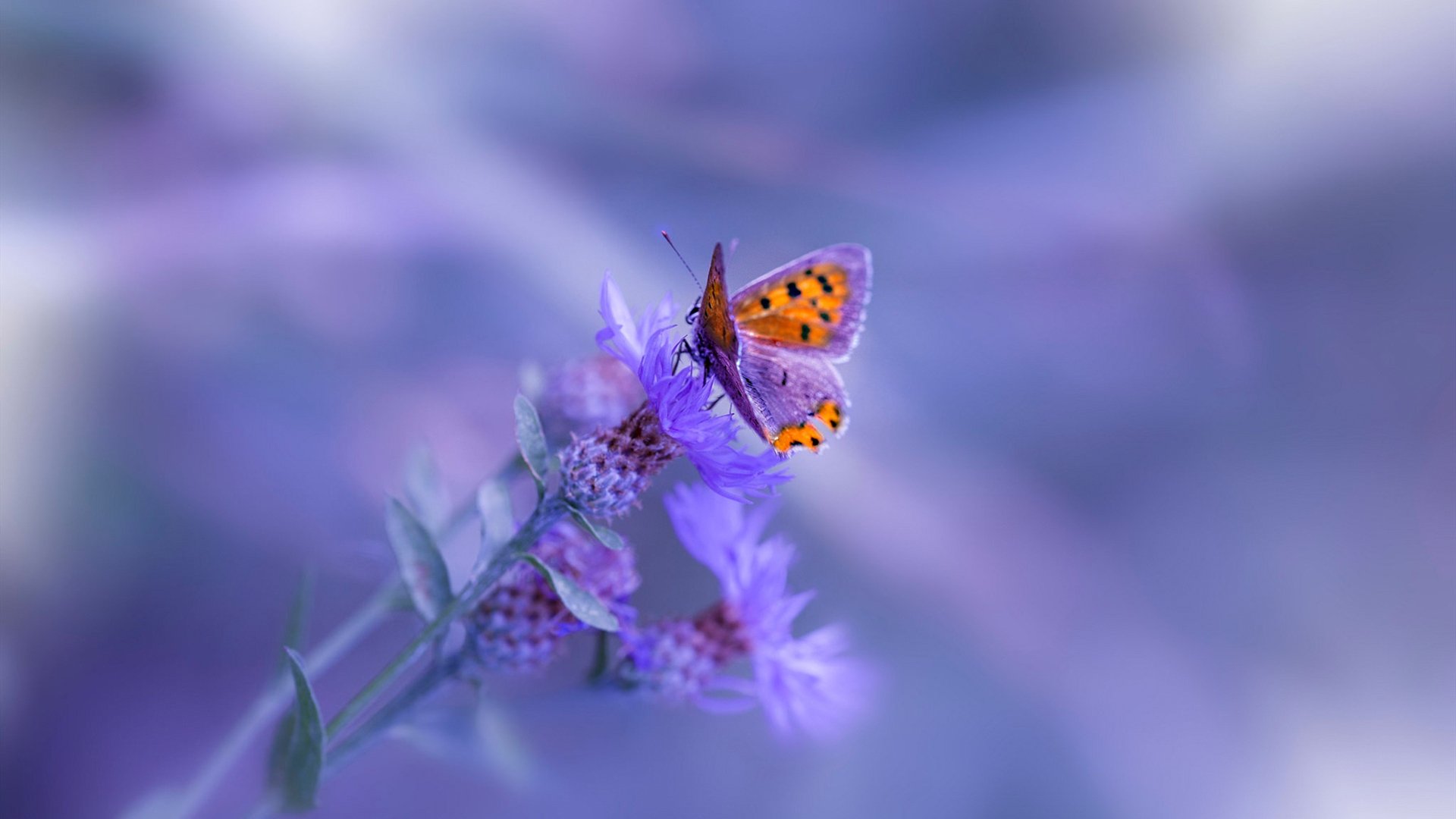 《巴黎人报》:荷兰女足在预选赛中与德国队激战,荷兰女足对巴西女足结果