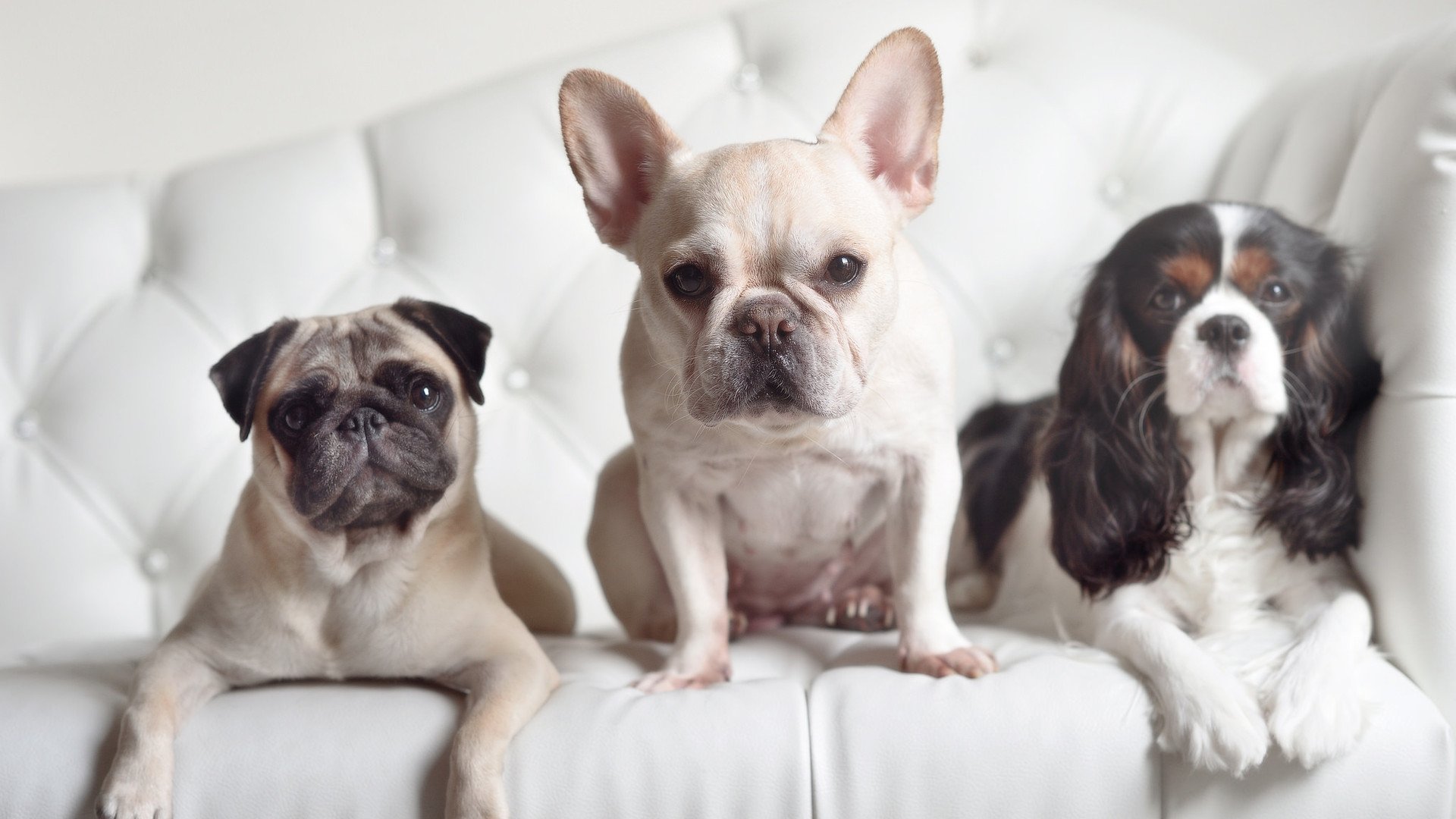 保加利亚闯入顶级赛事,表现备受期待,保加利亚比赛