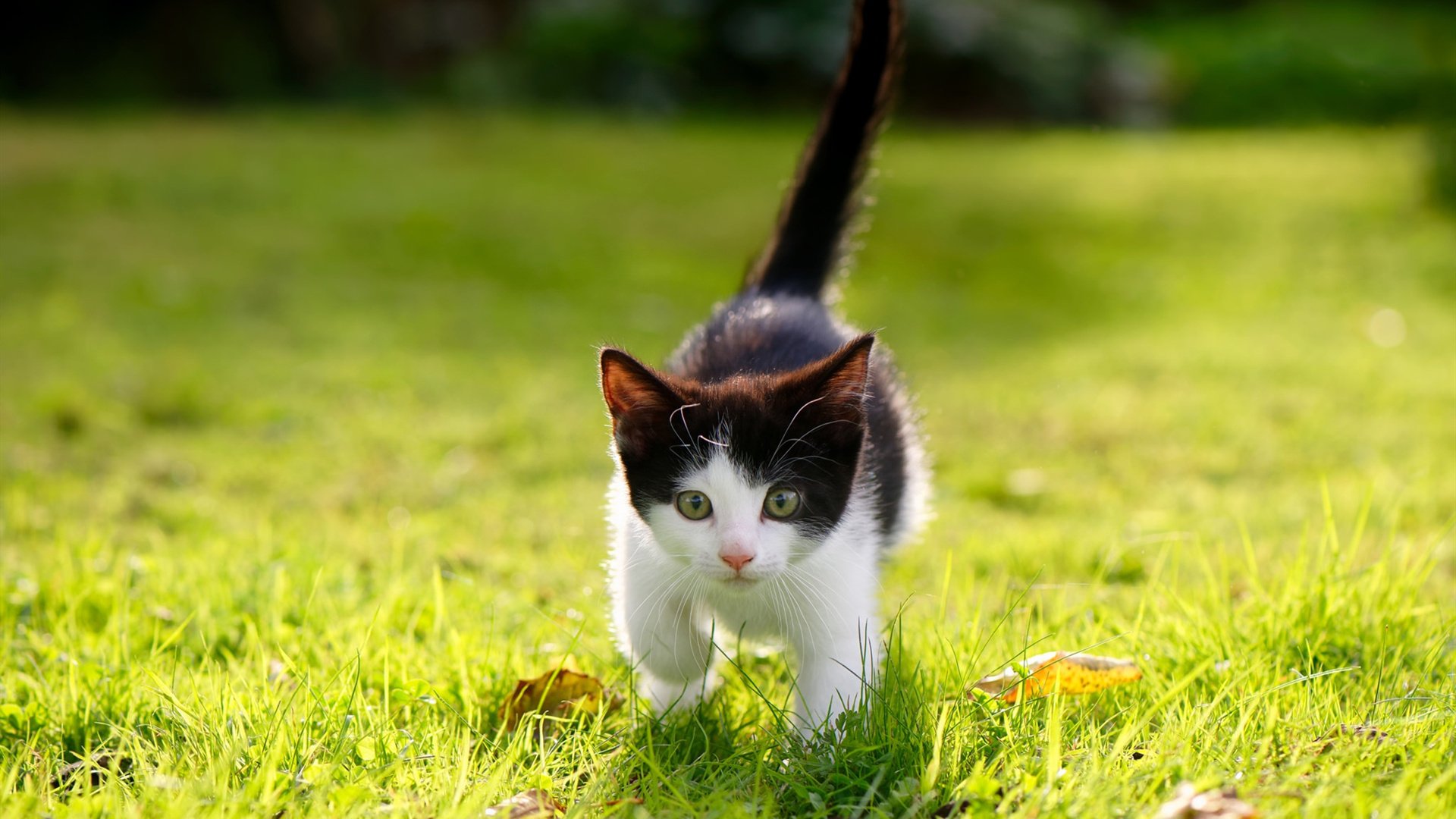 国足在亚洲杯预选赛中的备战策略评估方案,国足亚洲区预选赛